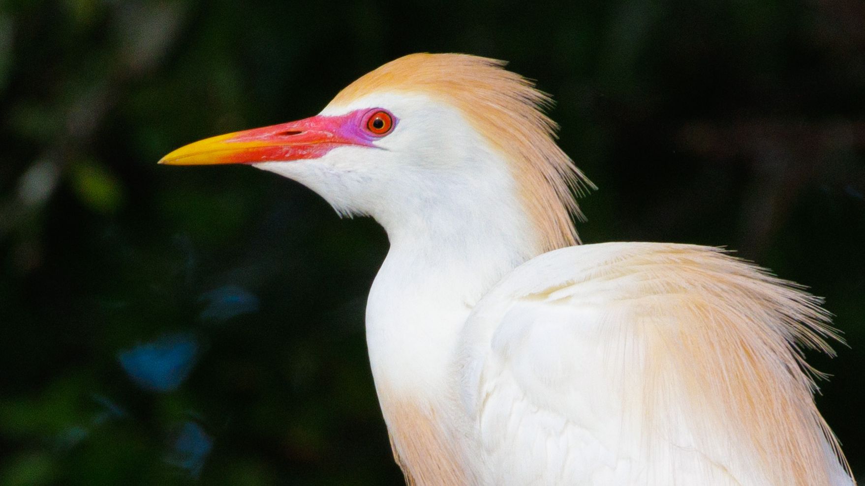 cattle egret