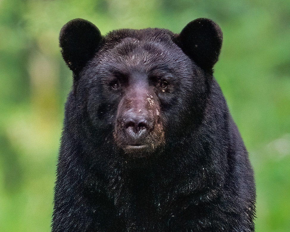 bear